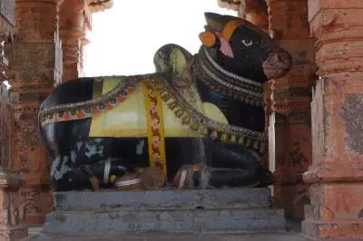 Nandi bull